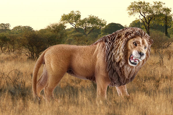 SCHLEICH LION ROARING