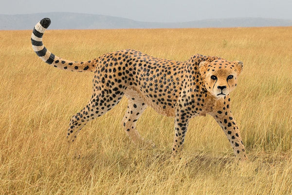 SCHLEICH CHEETAH FEMALE