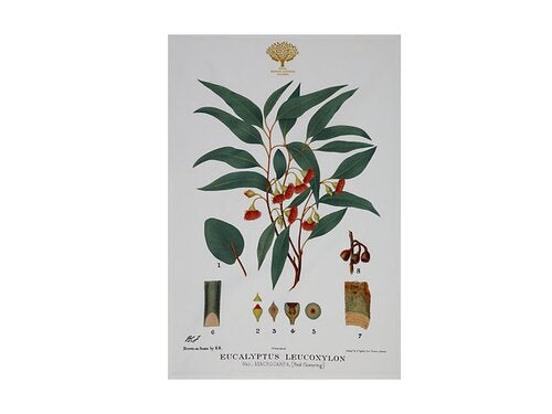 Maxwell & Williams Royal Botanic Gardens Victoria Botanic Tea Towel 50x70cm Flowering Gum