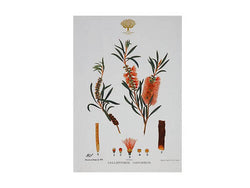 Maxwell & Williams Royal Botanic Gardens Victoria Botanic Tea Towel 50x70cm Bottlebrush