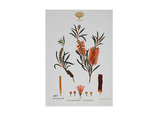 Maxwell & Williams Royal Botanic Gardens Victoria Botanic Tea Towel 50x70cm Bottlebrush