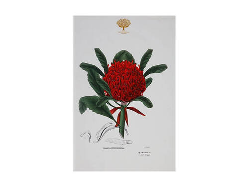 Maxwell & Williams Royal Botanic Gardens Victoria Botanic Tea Towel 50x70cm Telopea