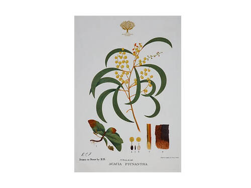 Maxwell & Williams Royal Botanic Gardens Victoria Botanic Tea Towel 50x70cm Wattle