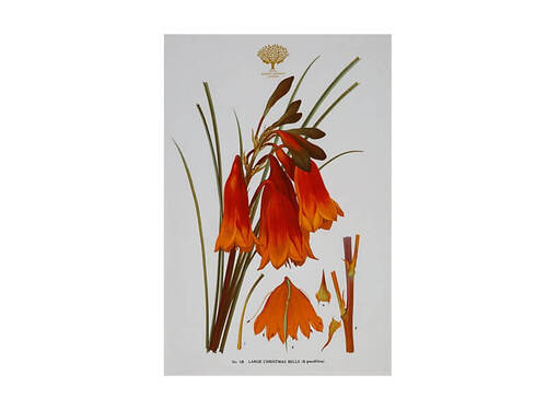 Maxwell & Williams Royal Botanic Gardens Victoria Botanic Tea Towel 50x70cm Christmas Bells